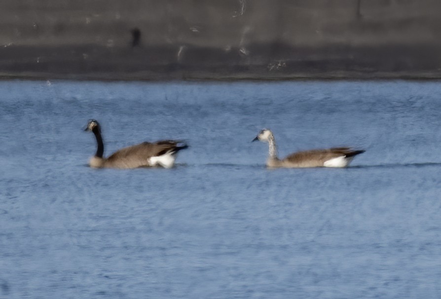 Snow x Canada Goose (hybrid) - ML636198676