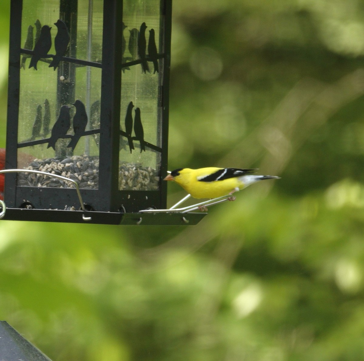 American Goldfinch - ML636198818