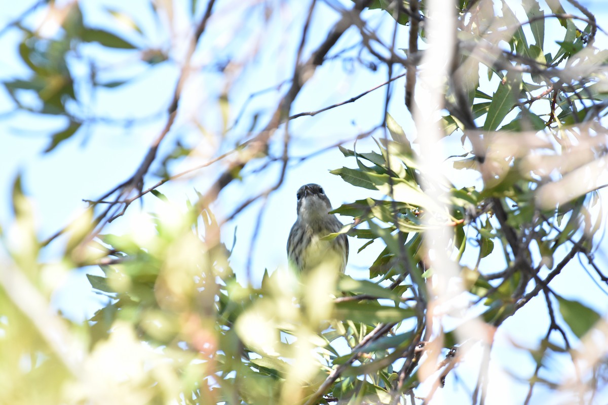 Kronenwaldsänger (coronata) - ML636199014