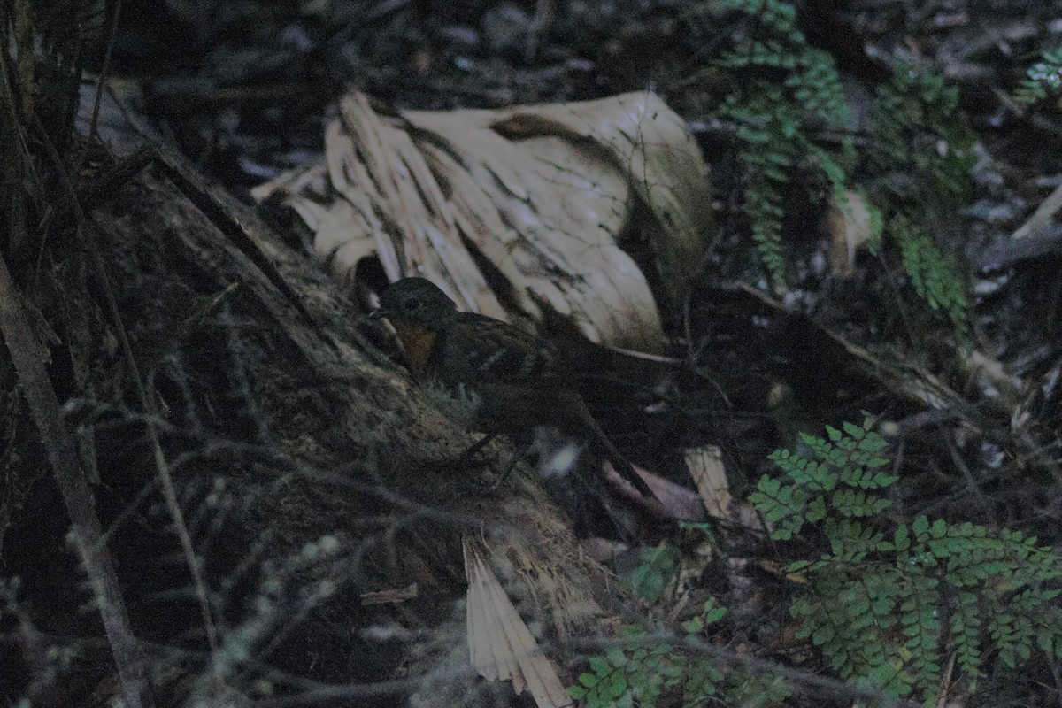 Australian Logrunner - ML636199025