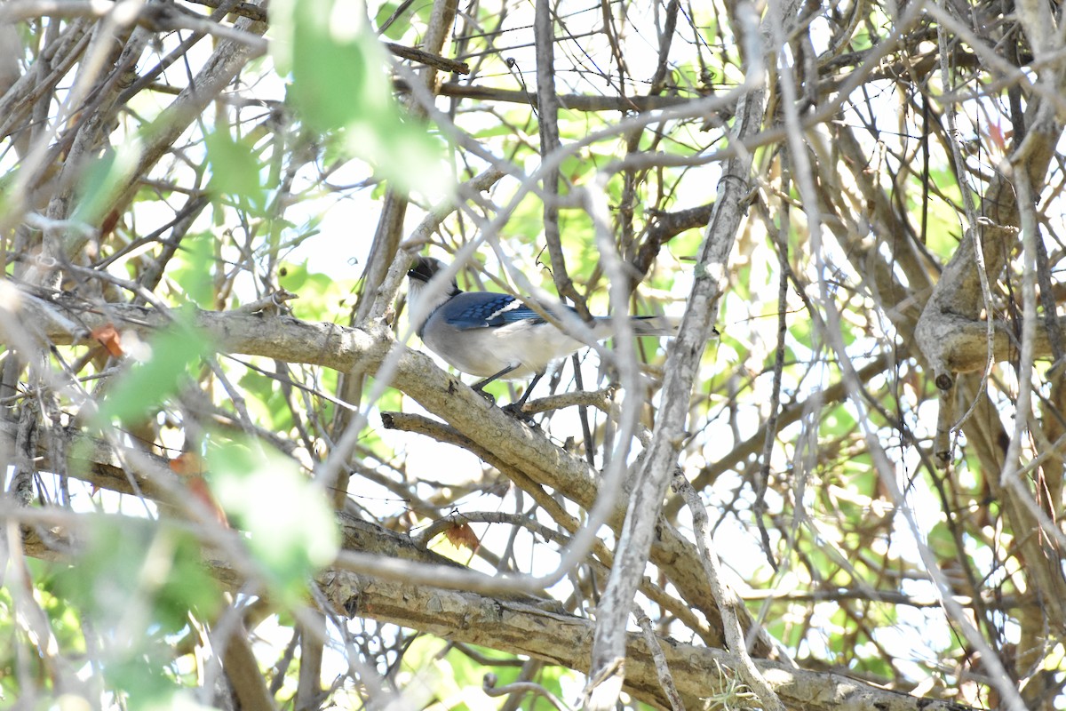 Blauhäher - ML636199071