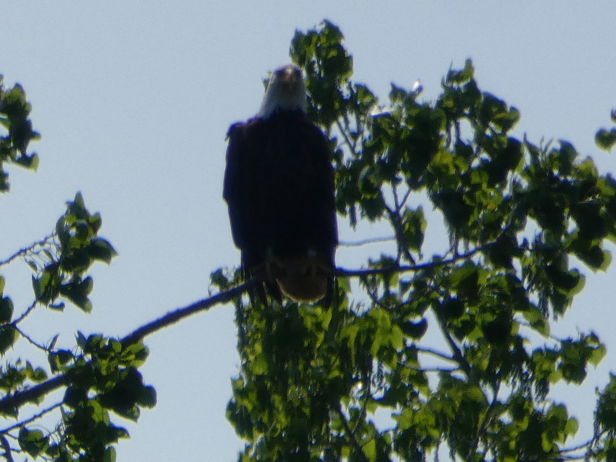 Bald Eagle - ML636199072