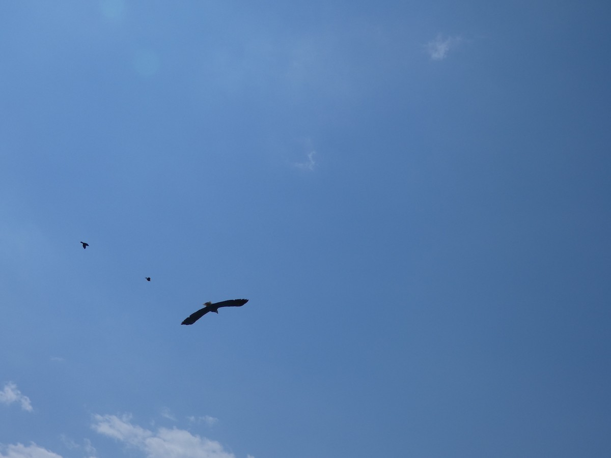 Bald Eagle - ML636199074