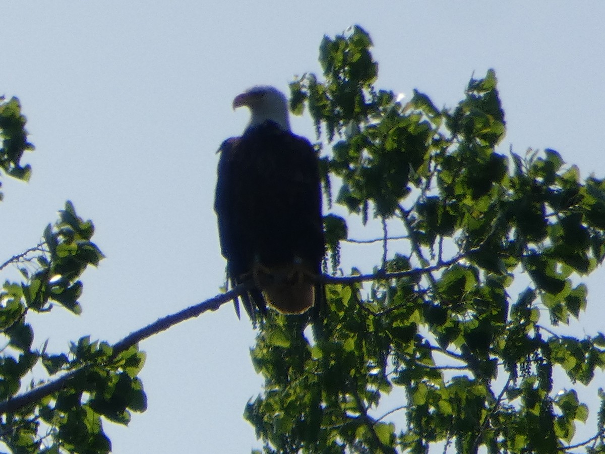 Bald Eagle - ML636199075