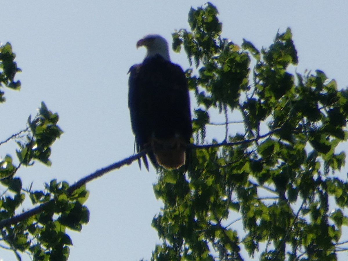Bald Eagle - ML636199076