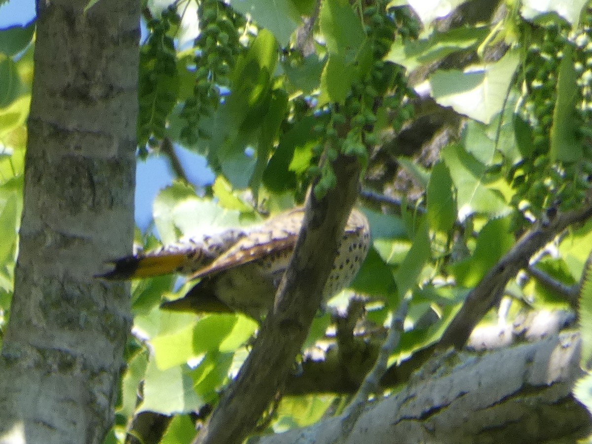 Northern Flicker - ML636199107