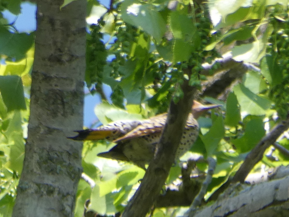 Northern Flicker - ML636199108