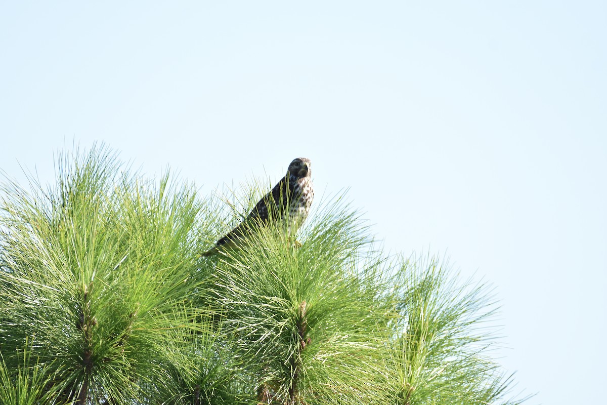 Red-shouldered Hawk - ML636199132