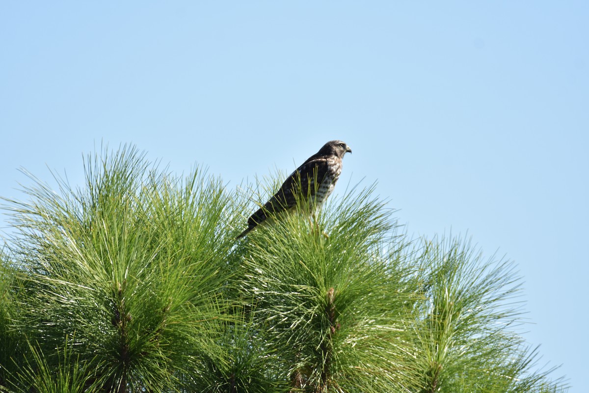 Red-shouldered Hawk - ML636199162