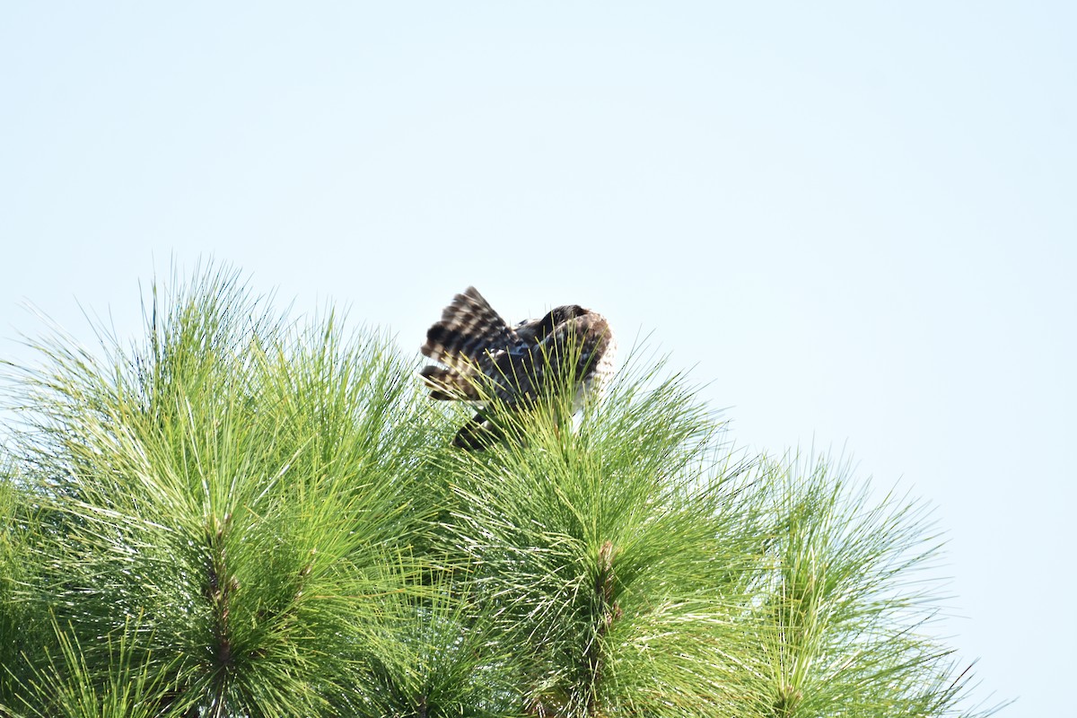 Red-shouldered Hawk - ML636199192