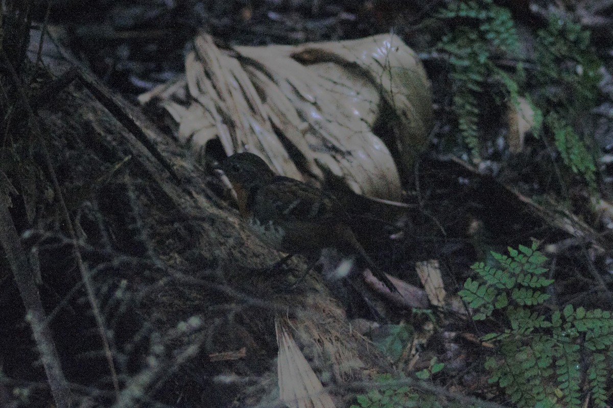 Australian Logrunner - ML636199233