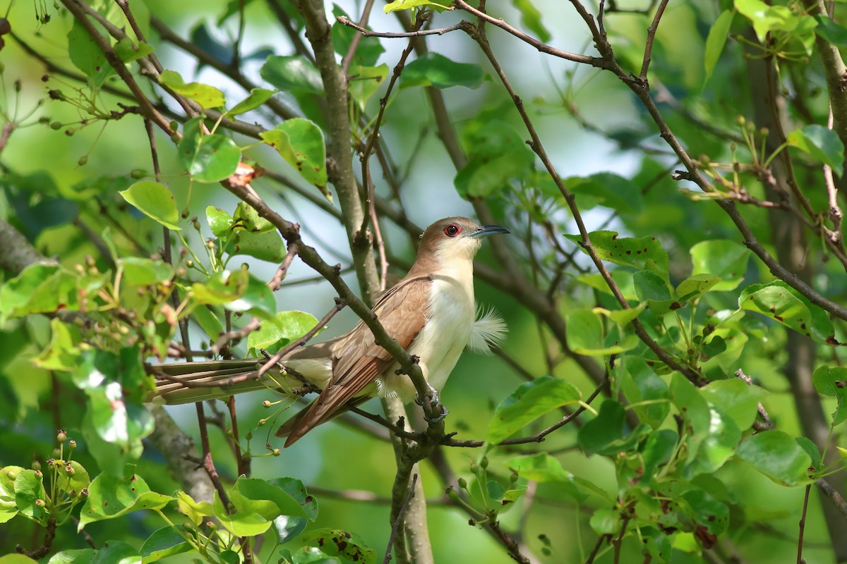 Black-billed Cuckoo - ML636199549