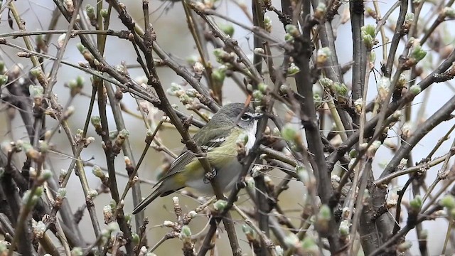 Blue-headed Vireo - ML636199558