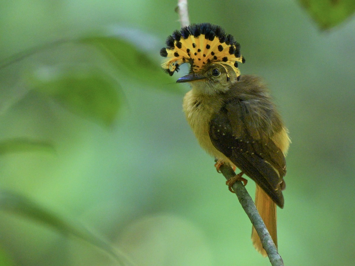 Tropical Royal Flycatcher - ML636200007