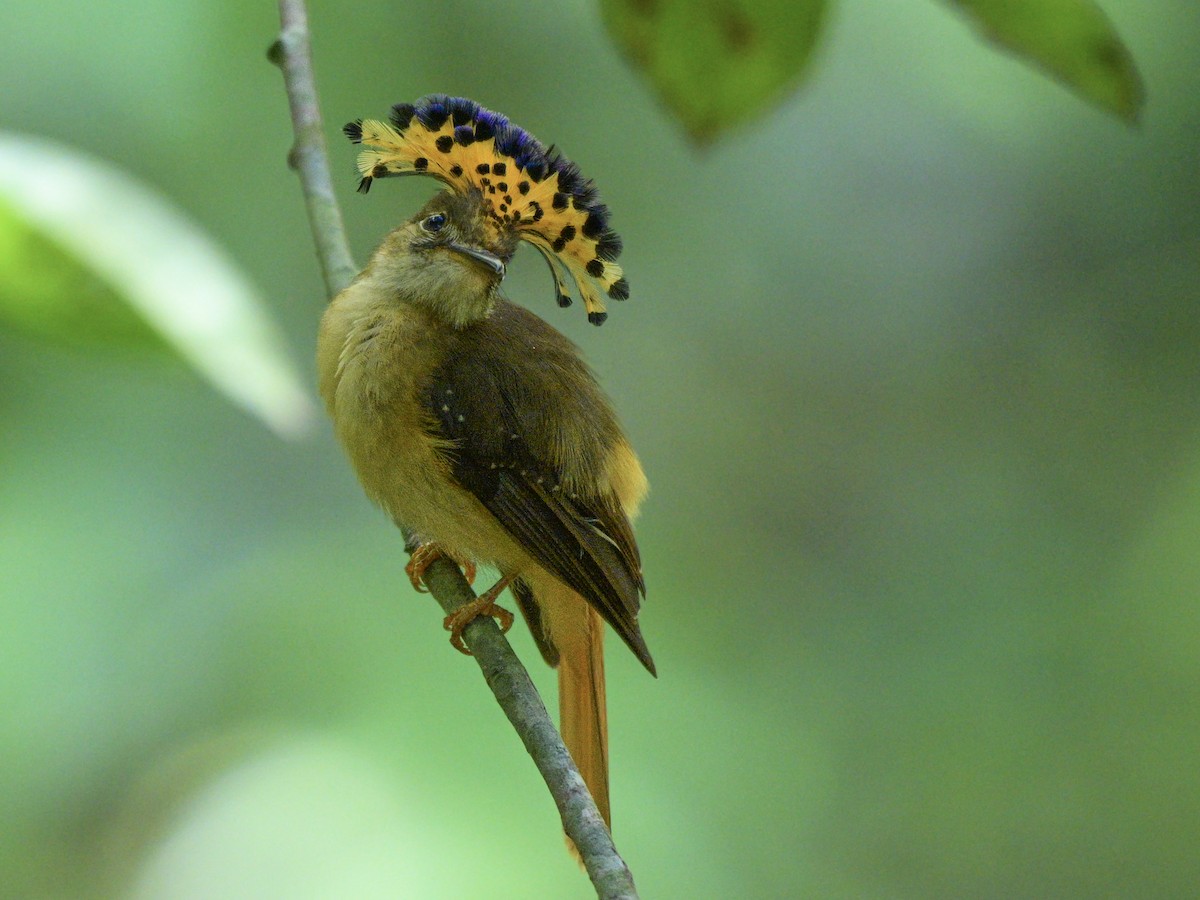 Tropical Royal Flycatcher - ML636200009