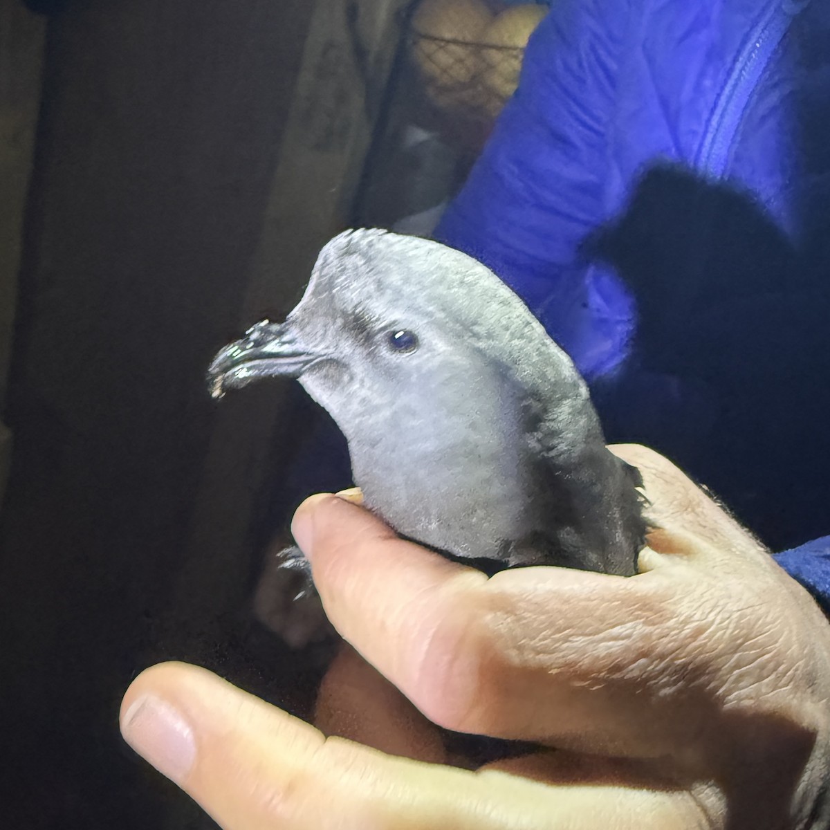 Leach's Storm-Petrel - ML636200056
