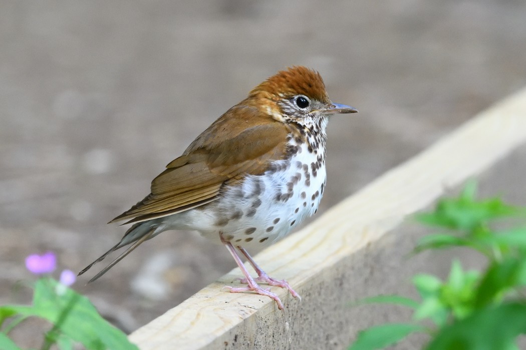 Wood Thrush - ML636200106