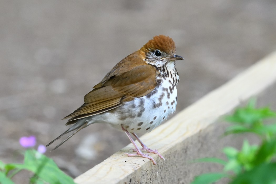 Wood Thrush - ML636200108