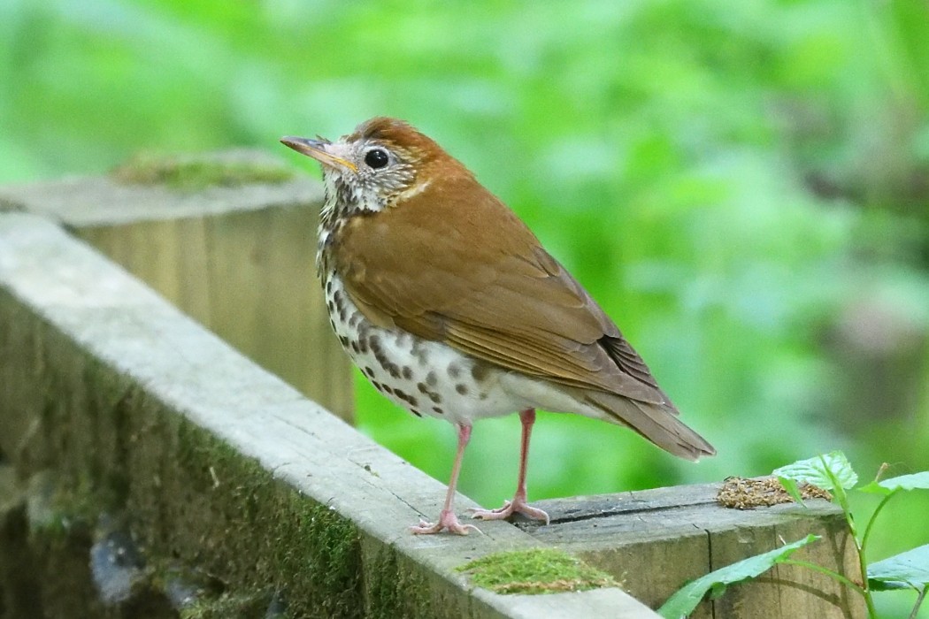 Wood Thrush - ML636200117