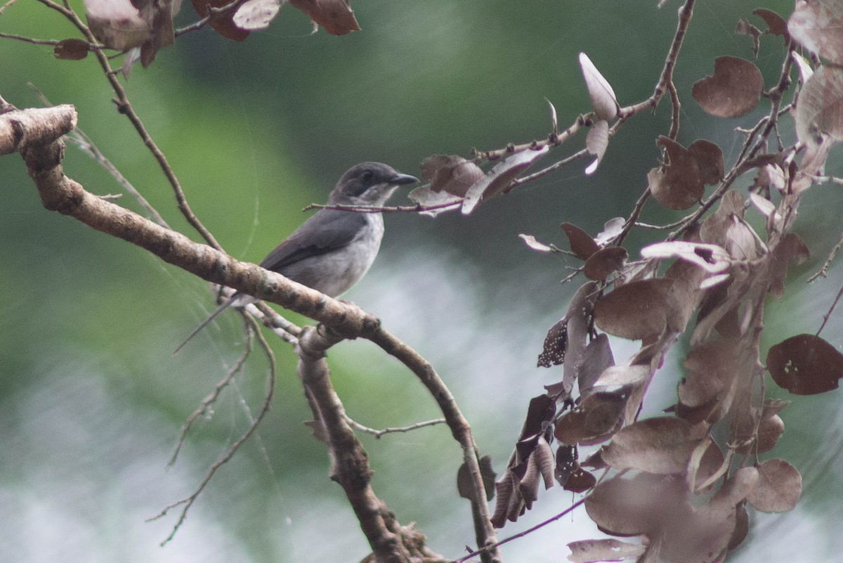 African Forest-Flycatcher - ML636200152