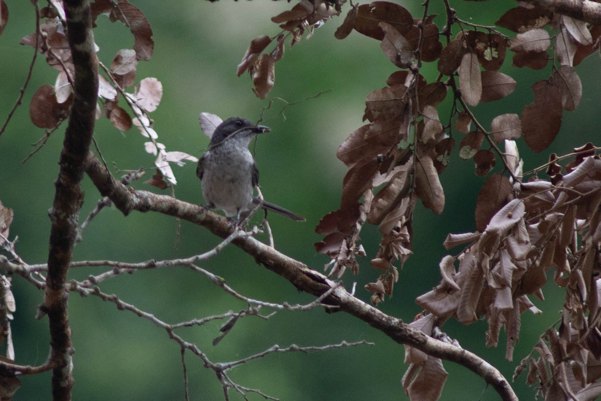 African Forest-Flycatcher - ML636200153