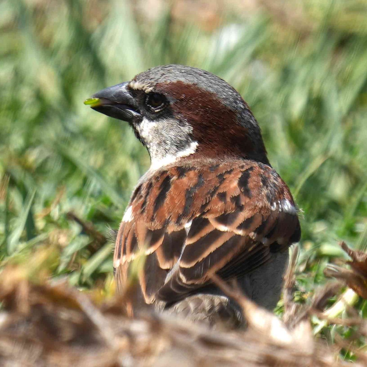 House Sparrow - ML636200215