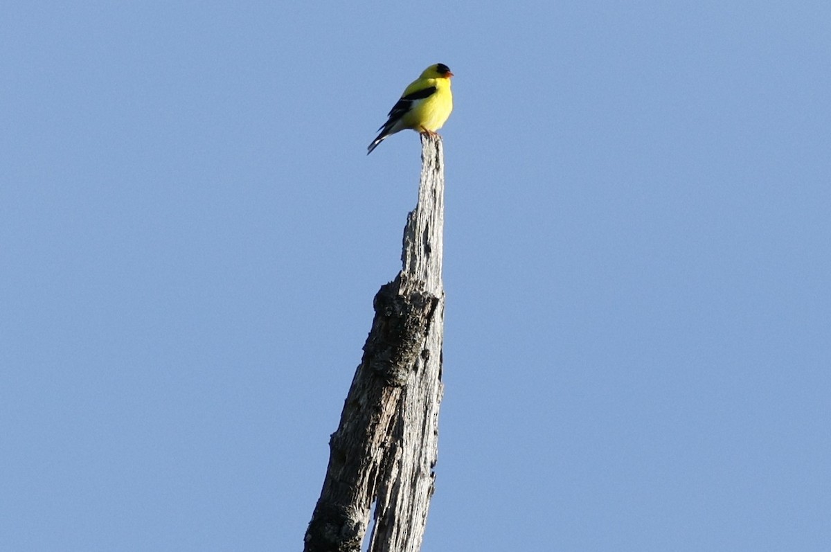 American Goldfinch - ML636200253