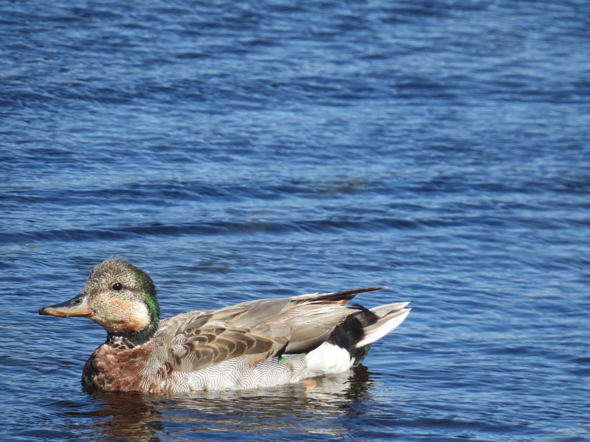Gadwall x Mallard (hybrid) - ML636200289