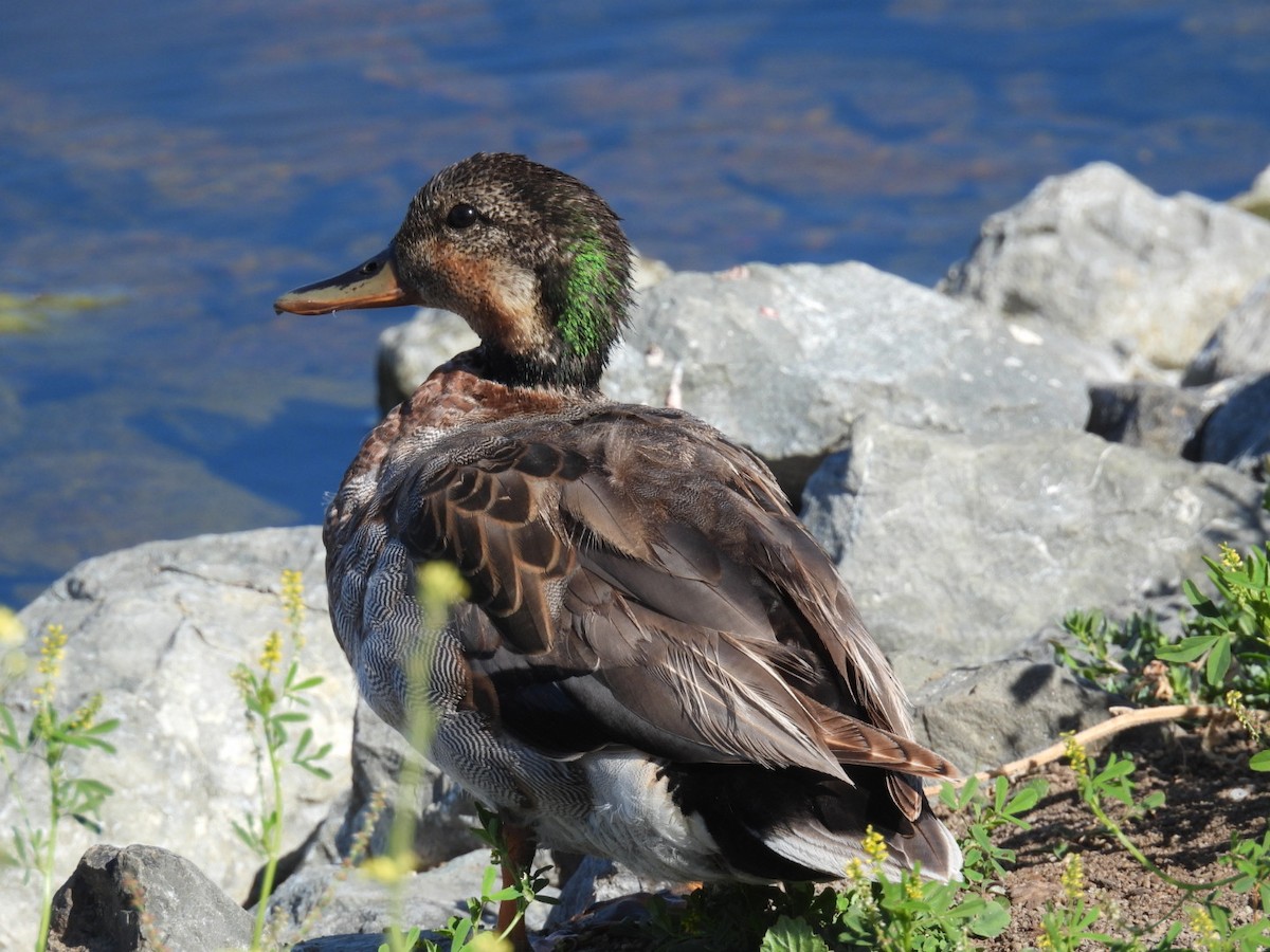 Gadwall x Mallard (hybrid) - ML636200290
