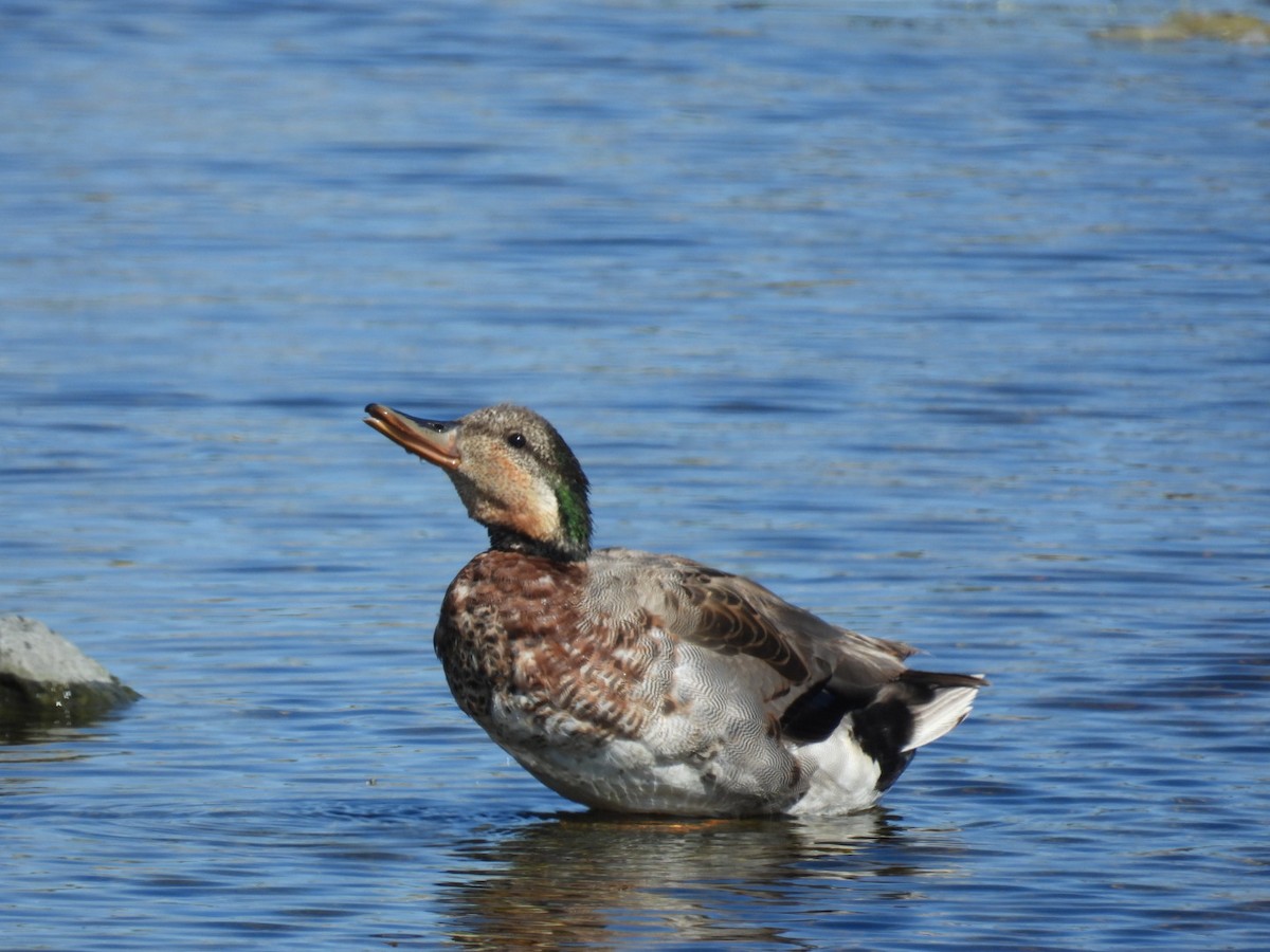 Gadwall x Mallard (hybrid) - ML636200291