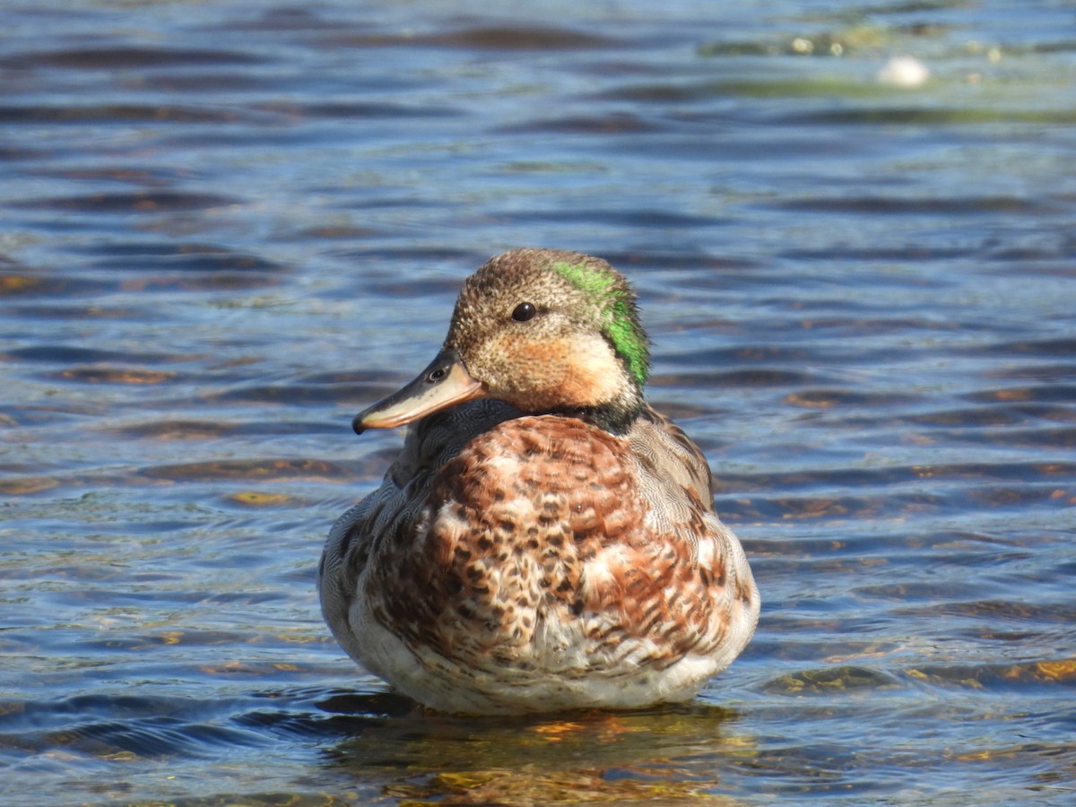 Gadwall x Mallard (hybrid) - ML636200292