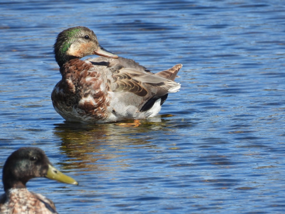 Gadwall x Mallard (hybrid) - ML636200293
