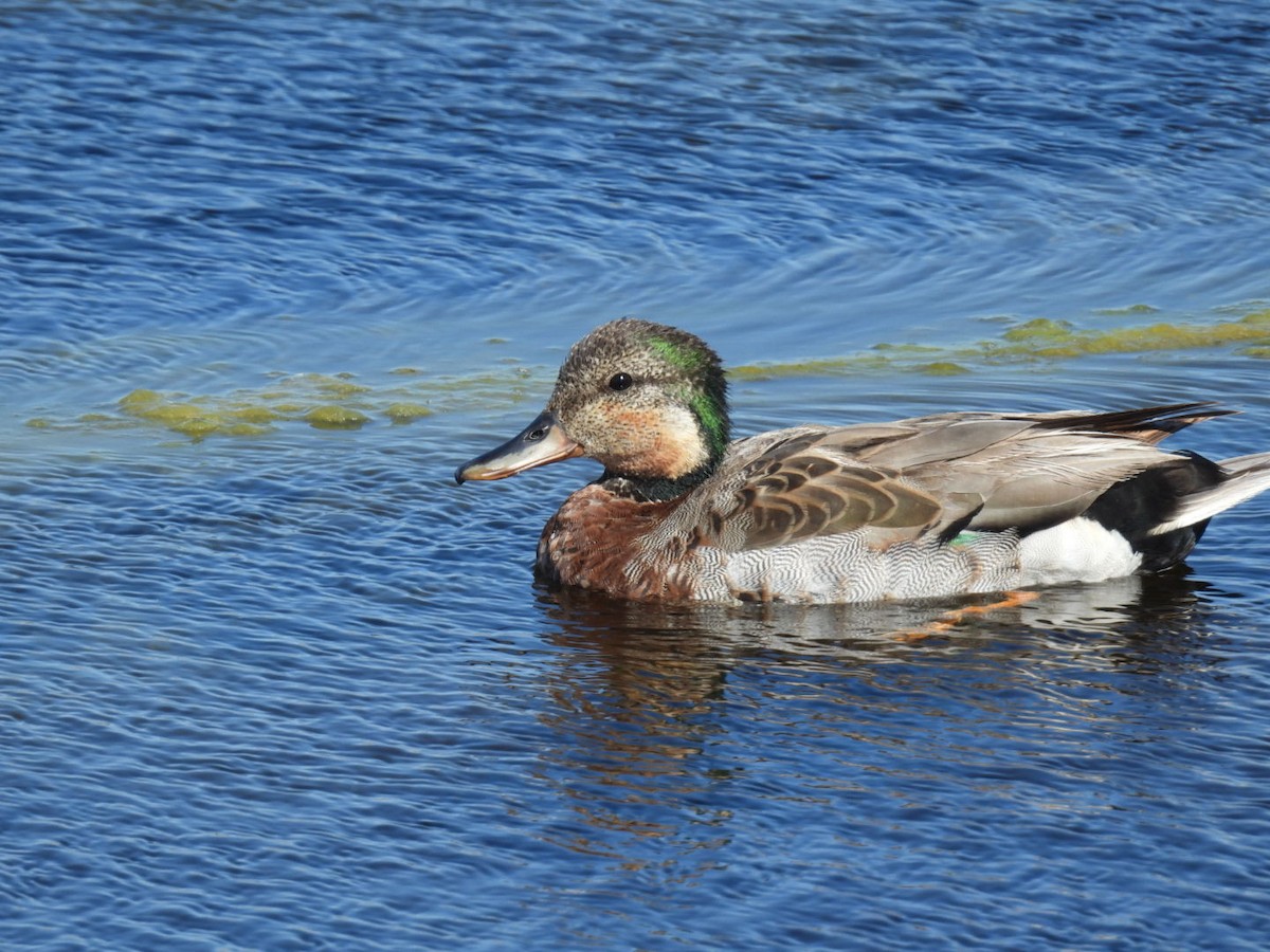 Gadwall x Mallard (hybrid) - ML636200294