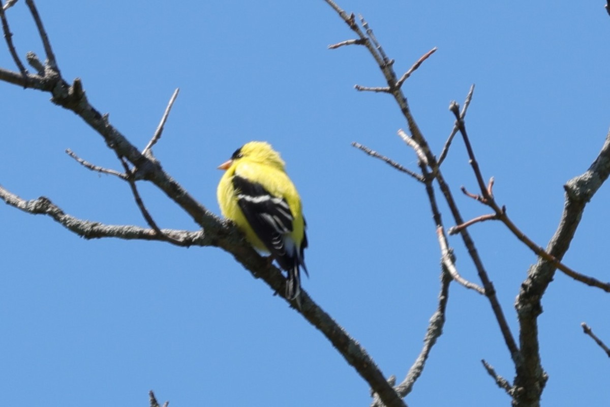 American Goldfinch - ML636200337