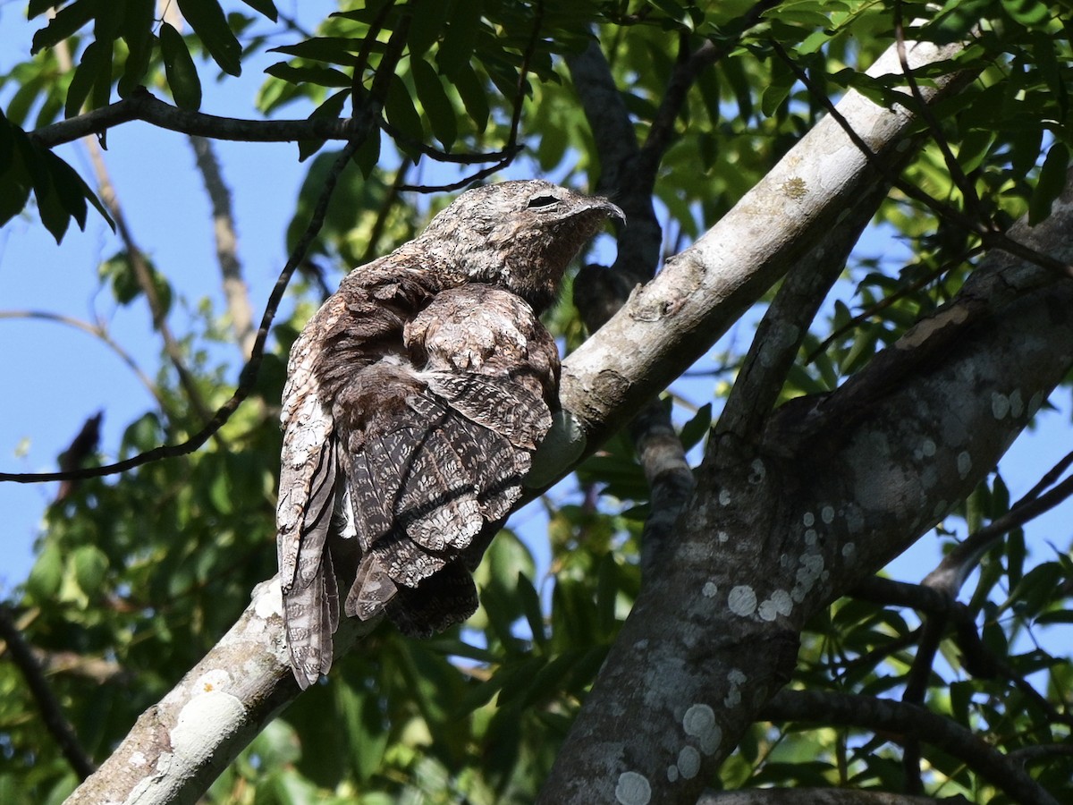 Great Potoo - ML636200402