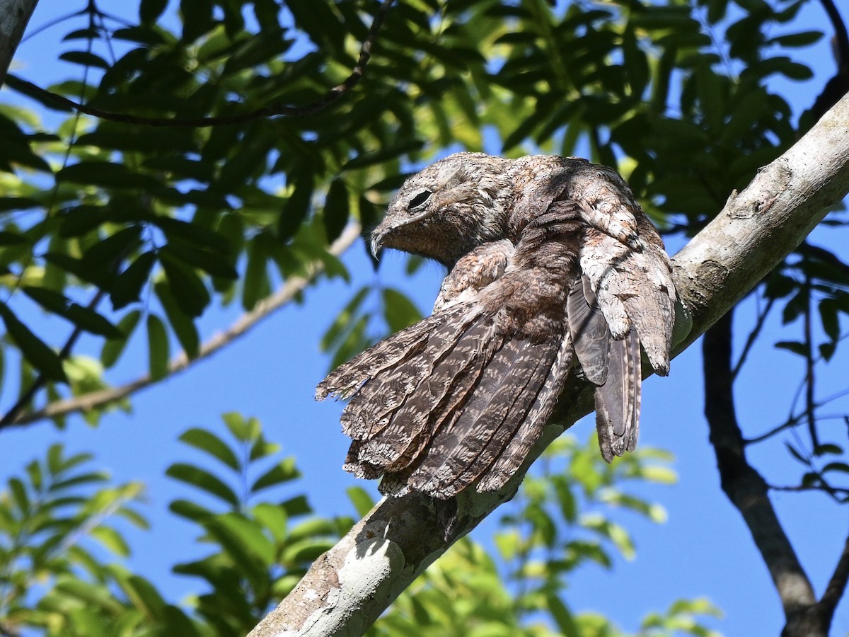 Great Potoo - ML636200405