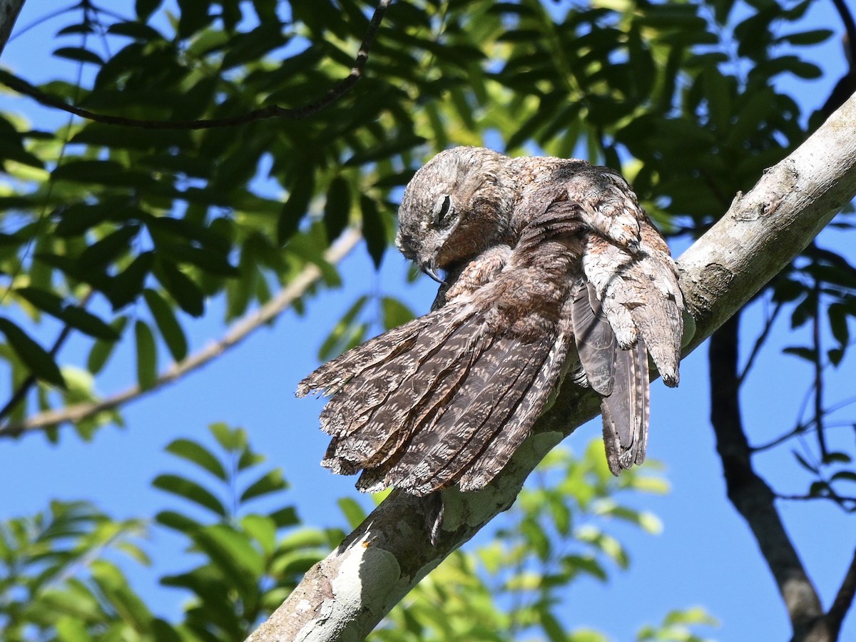 Great Potoo - ML636200406