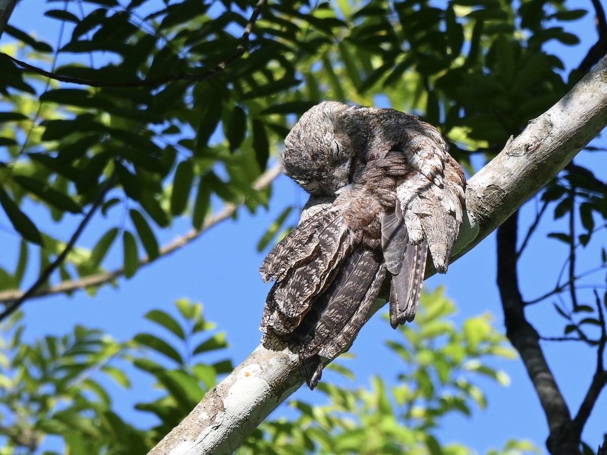 Great Potoo - ML636200407