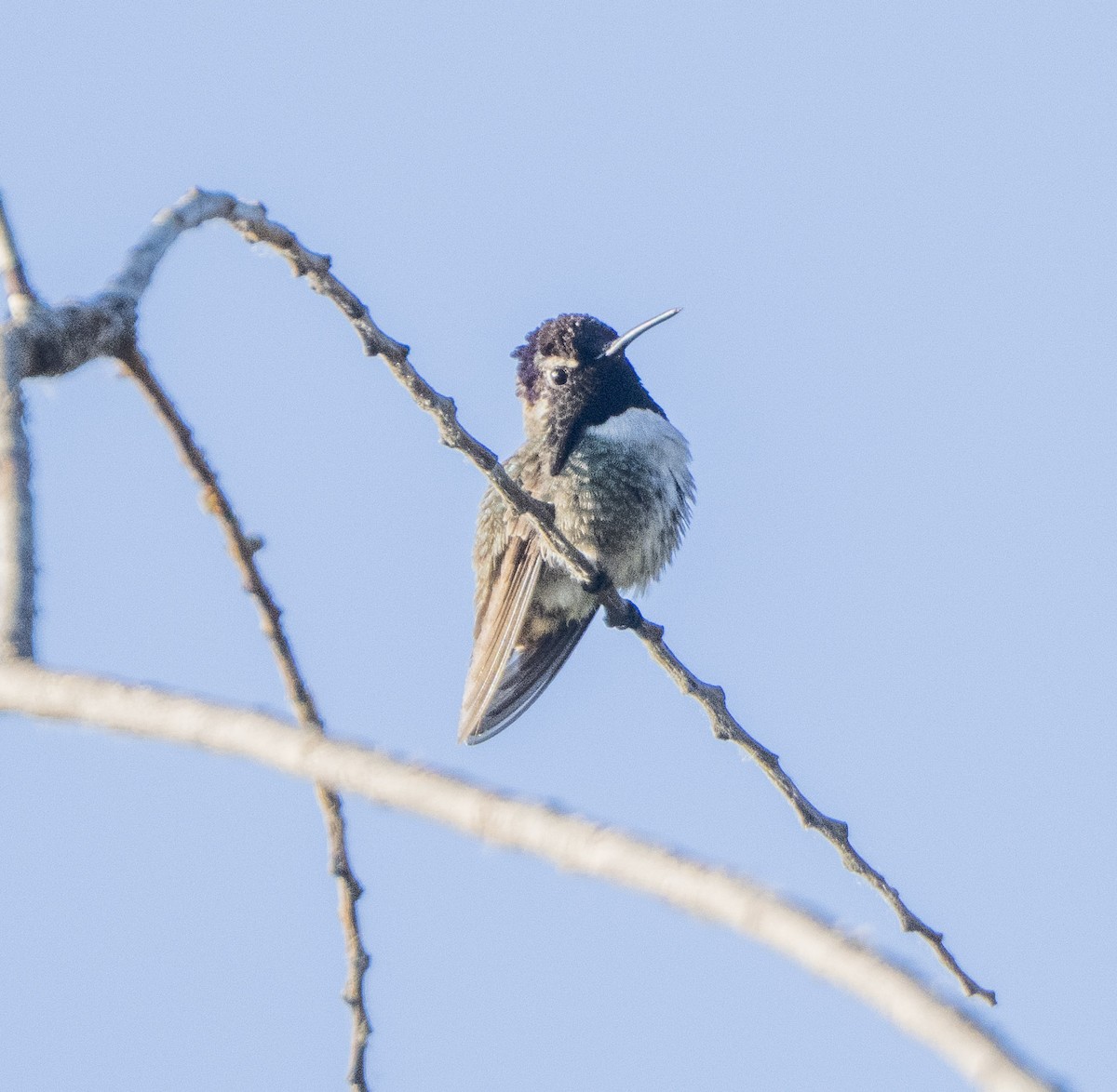 Costa's Hummingbird - ML636200428