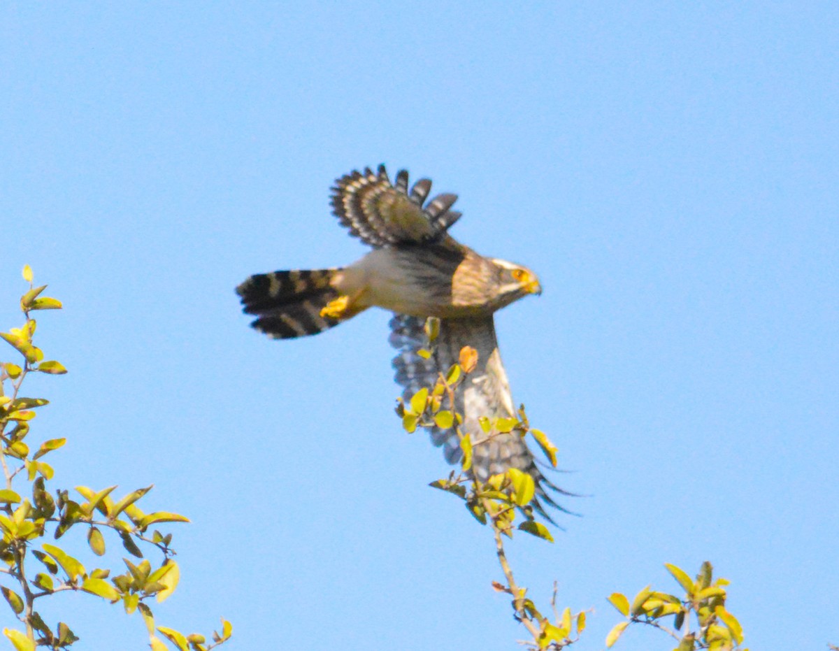 Spot-winged Falconet - ML636200466