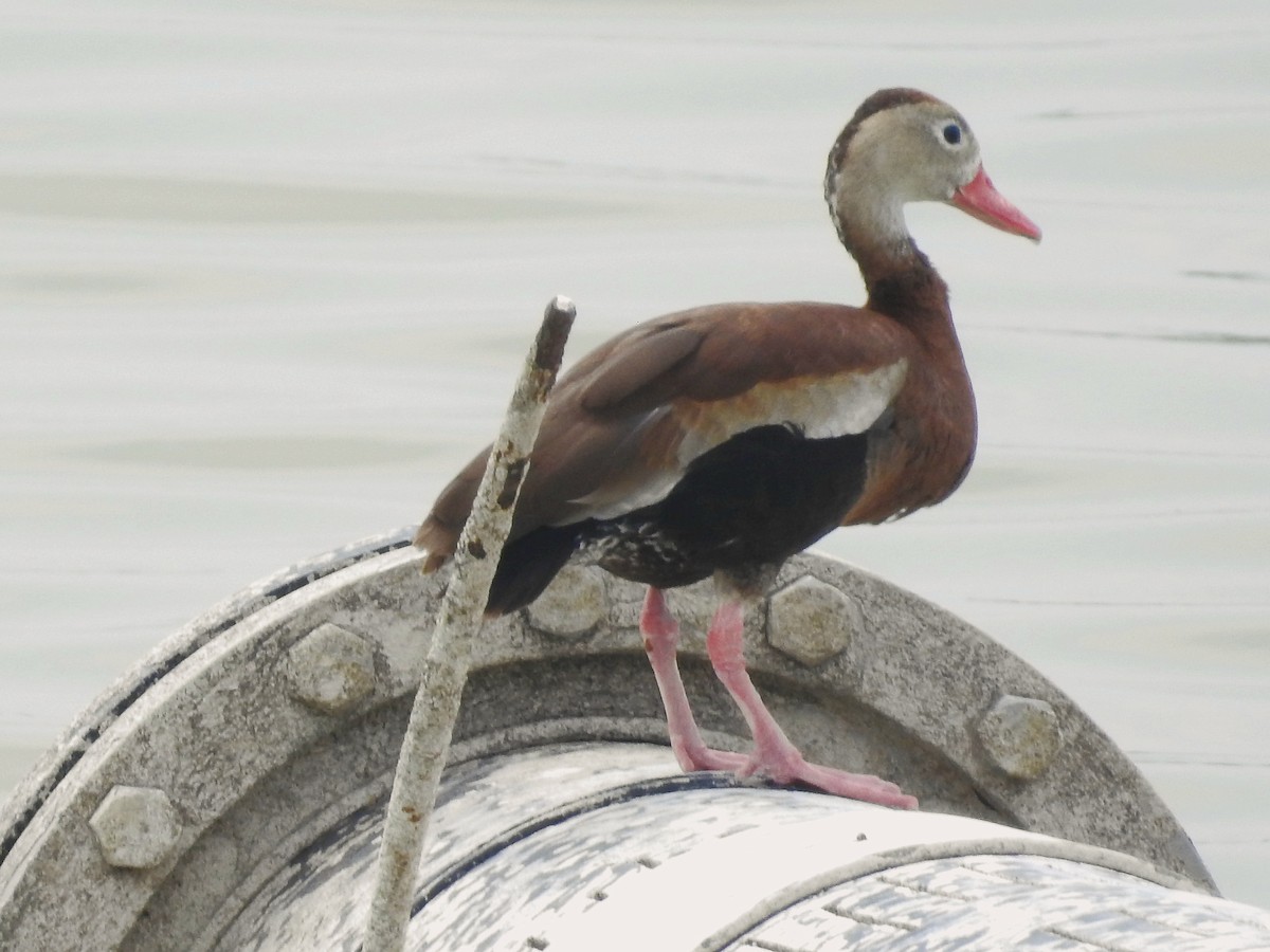 Black-bellied Whistling-Duck - ML636200490