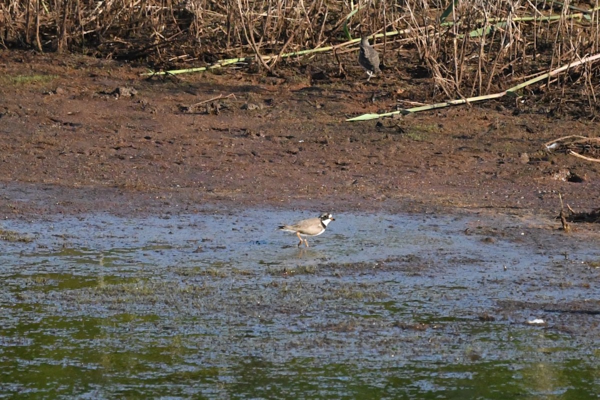 Semipalmated Plover - ML636200541