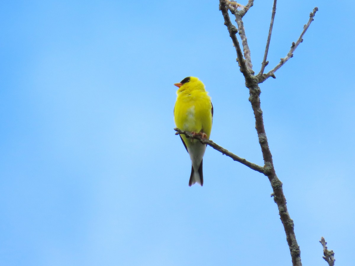 American Goldfinch - ML636200546