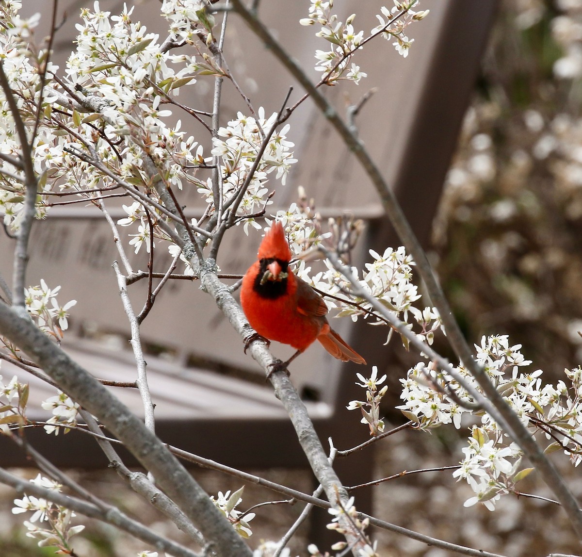 Northern Cardinal - ML636200555