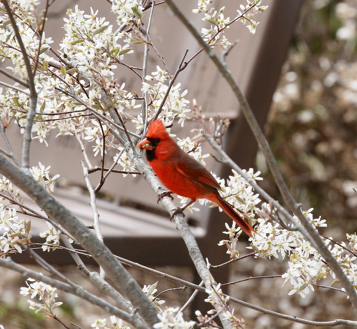Northern Cardinal - ML636200556