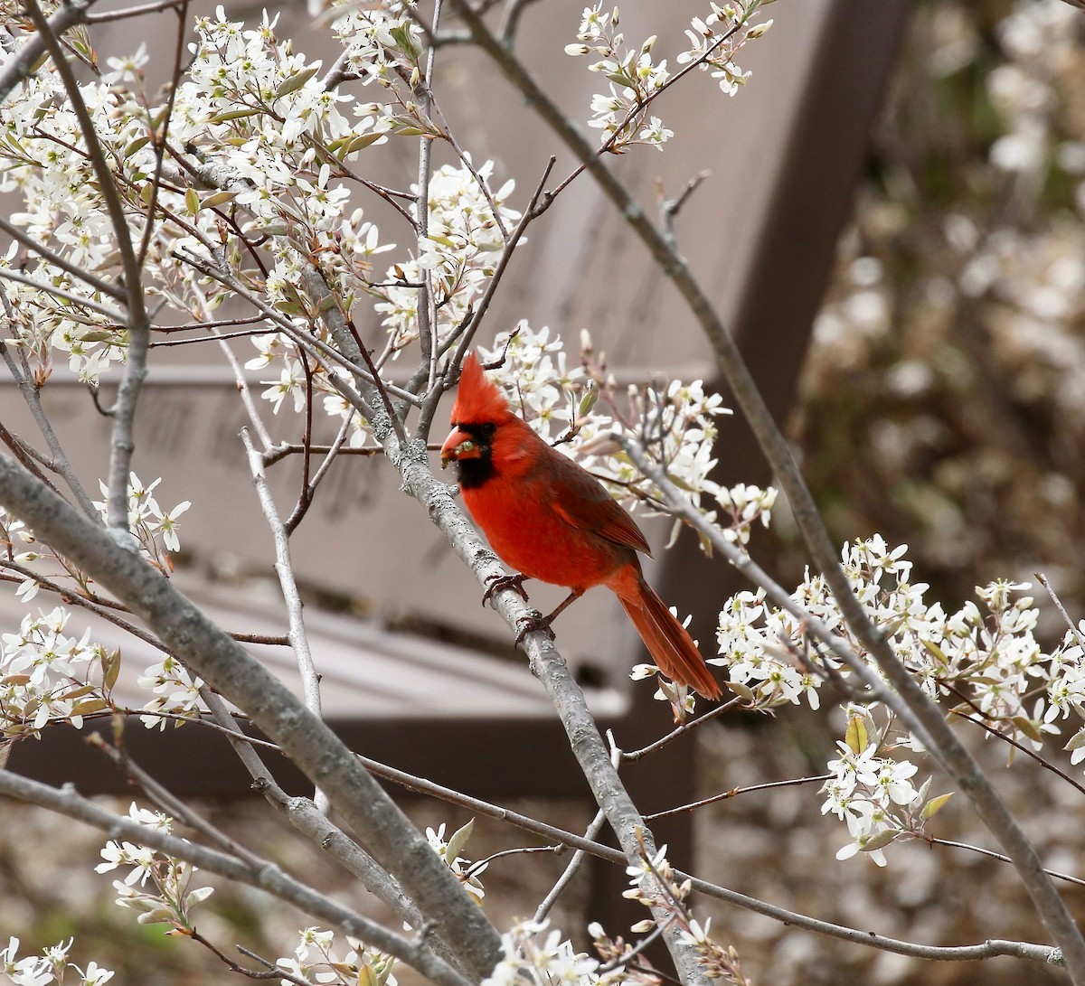 Northern Cardinal - ML636200557