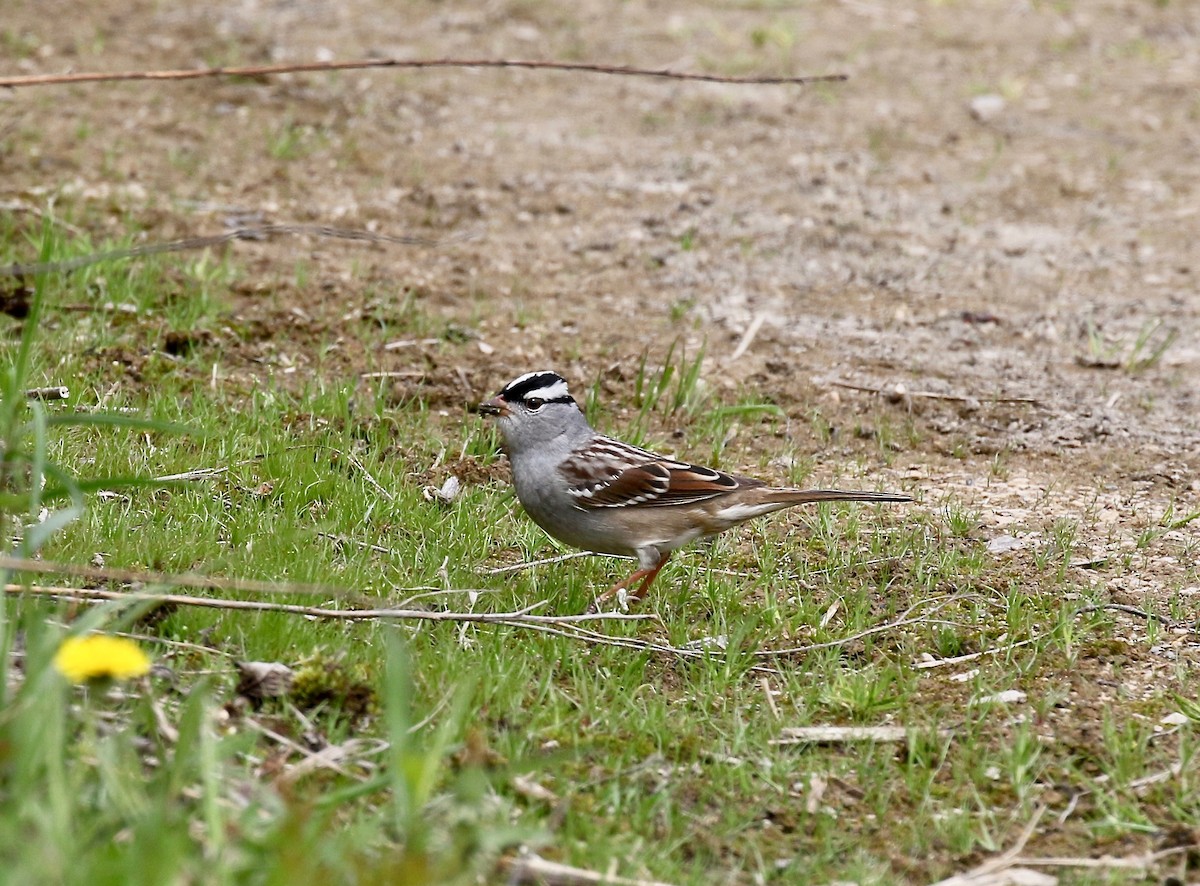 White-crowned Sparrow - ML636200599