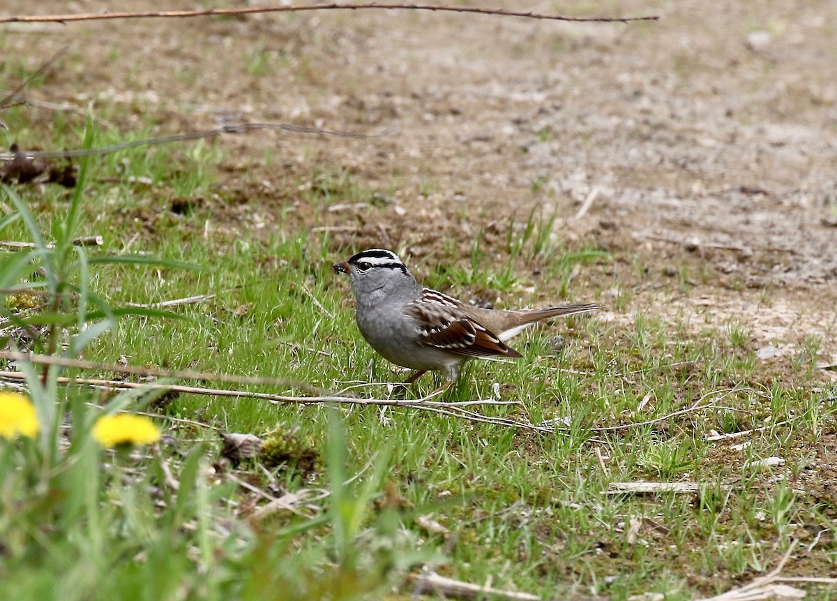 White-crowned Sparrow - ML636200601