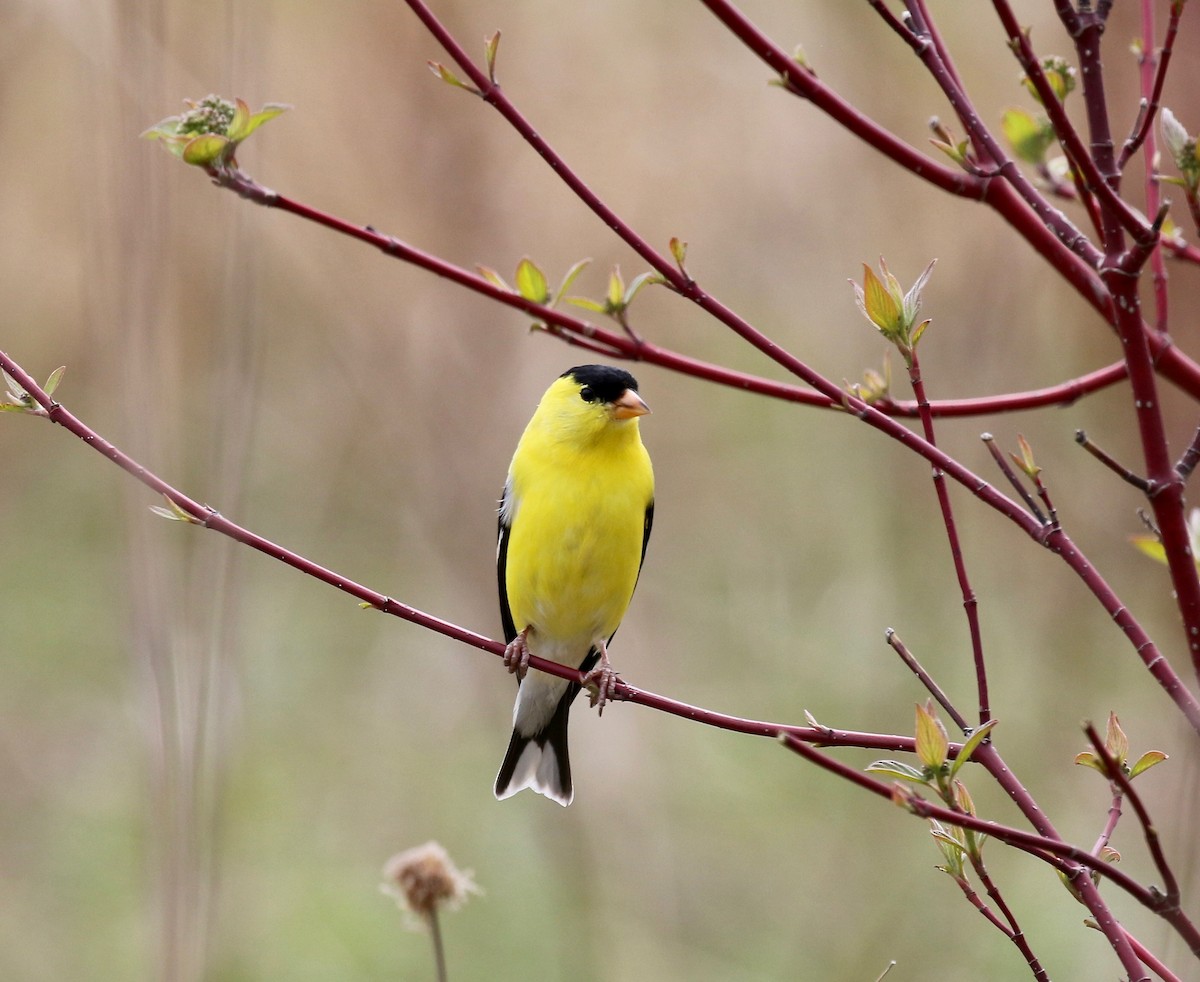 American Goldfinch - ML636200628