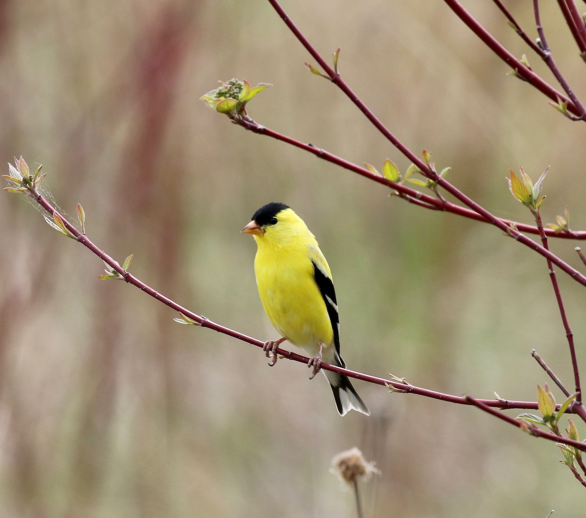 American Goldfinch - ML636200629
